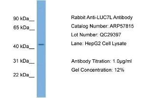 WB Suggested Anti-LUC7L  Antibody Titration: 0. (LUC7L antibody  (N-Term))