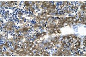 Immunohistochemical staining (Formalin-fixed paraffin-embedded sections) of human liver with GATA2 polyclonal antibody  at 4-8 ug/mL working concentration. (GATA2 antibody  (N-Term))