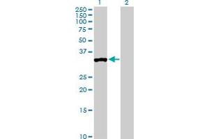 Western Blot analysis of PPP1R3C expression in transfected 293T cell line by PPP1R3C MaxPab polyclonal antibody.