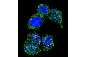 Confocal immunofluorescent analysis of PK8 Antibody (C-term) (ABIN391724 and ABIN2841613) with HepG2 cell followed by Alexa Fluor 488-conjugated goat anti-rabbit lgG (green). (JNK antibody  (C-Term))