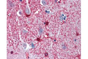 Anti-ENO1 antibody IHC of human brain, cortex. (ENO1 antibody  (AA 246-295))