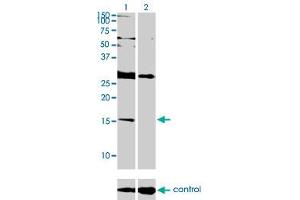 Western blot analysis of ID2 over-expressed 293 cell line, cotransfected with ID2 Validated Chimera RNAi (Lane 2) or non-transfected control (Lane 1). (Id2 antibody  (AA 1-134))