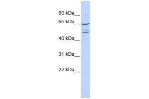 ZNF415 antibody used at 5 ug/ml to detect target protein.