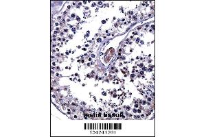 IL25 Antibody immunohistochemistry analysis in formalin fixed and paraffin embedded human testis tissue followed by peroxidase conjugation of the secondary antibody and DAB staining. (IL-25 antibody  (AA 76-104))