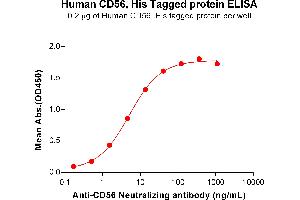 ELISA plate pre-coated by 2 μg/mL (100 μL/well) Human CD56 Protein, His Tag (ABIN7092681, ABIN7272212 and ABIN7272213) can bind Anti-CD56 Neutralizing antibody ABIN7478001 and ABIN7490940 in a linear range of 0. (CD56 Protein (AA 220-718) (His tag))