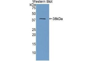 Western Blotting (WB) image for anti-Apolipoprotein H (Beta-2-Glycoprotein I) (APOH) (AA 22-345) antibody (ABIN1077828) (APOH antibody  (AA 22-345))