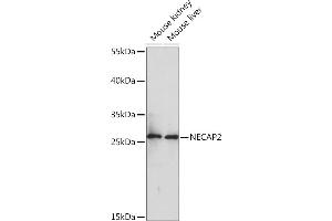 Western blot analysis of extracts of various cell lines, using NEC Rabbit pAb (ABIN7268838) at 1:1000 dilution. (NECAP2 antibody  (AA 194-263))
