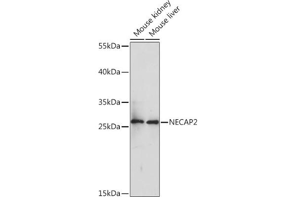 NECAP2 anticorps  (AA 194-263)