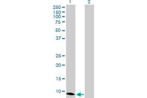 Western Blot analysis of CXCL10 expression in transfected 293T cell line by CXCL10 MaxPab polyclonal antibody. (CXCL10 antibody  (AA 1-98))