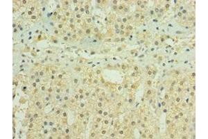 Immunohistochemistry of paraffin-embedded human adrenal gland tissue using ABIN7155979 at dilution of 1:100 (HYLS1 antibody  (AA 70-299))