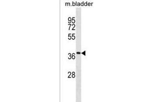 Mouse Tmem158 Antibody (Center) (ABIN1881888 and ABIN2838376) western blot analysis in mouse bladder tissue lysates (35 μg/lane). (TMEM158 antibody  (AA 179-206))