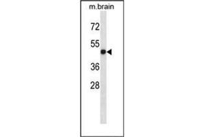 Western blot analysis of LTBR Antibody (N-term) in mouse brain tissue lysates (35ug/lane). (LTBR antibody  (N-Term))