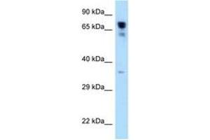 Image no. 1 for anti-Arginyl-tRNA Synthetase (RARS) (C-Term) antibody (ABIN6748012) (RARS antibody  (C-Term))