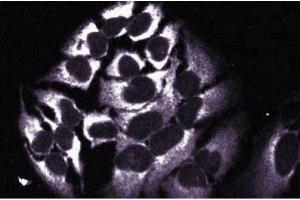 Immunofluorescent staining of HeLa cells with anti-HAX-1 antibody. (HAX1 antibody  (AA 10-148))
