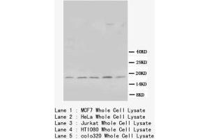 Image no. 2 for anti-BCL2-Like 1 (BCL2L1) (Internal Region) antibody (ABIN1490386) (BCL2L1 antibody  (Internal Region))