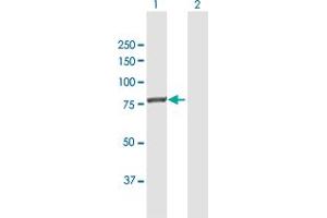 Western Blot analysis of ACSL3 expression in transfected 293T cell line by ACSL3 MaxPab polyclonal antibody. (Acsl3 antibody  (AA 1-720))