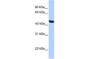 Western Blot showing MSL3L2 antibody used at a concentration of 1-2 ug/ml to detect its target protein.