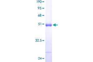 Dual Specificity Phosphatase 3 (DUSP3) (AA 1-185) protein (GST tag)