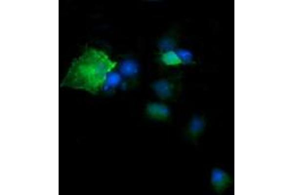 DPCD antibody