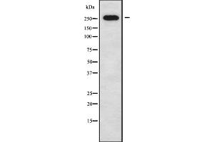 Western blot analysis of CACNA1G using 293 whole cell lysates