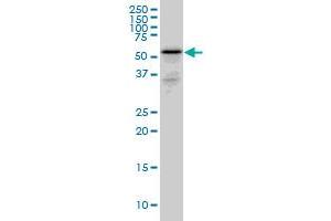 RHCG monoclonal antibody (M06), clone 5A4 Western Blot analysis of RHCG expression in PC-12 . (RHCG antibody  (AA 418-479))