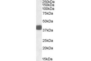 Western Blotting (WB) image for anti-F-Box Protein 32 (FBXO32) (Internal Region) antibody (ABIN2464201) (FBXO32 antibody  (Internal Region))