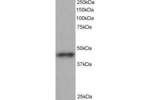 ABIN185220 staining (1µg/ml) of human heart lysate (RIPA buffer, 35µg total protein per lane). (ACTR1B antibody  (C-Term))