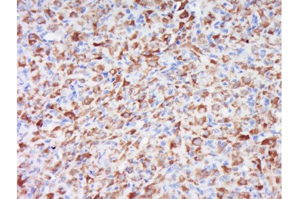 WRB antibody  (AA 71-174)