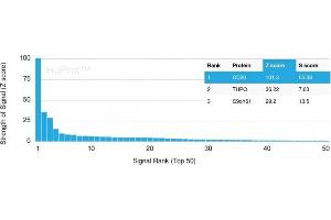 Analysis of Protein Array containing more than 19,000 full-length human proteins using CD20 Mouse Recombinant Monoclonal Antibody (MS4A1/3409). (CD20 antibody  (AA 213-297))