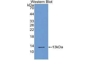Western blot analysis of the recombinant protein. (XCL1 antibody  (AA 26-111))