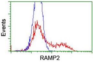 HEK293T cells transfected with either RC206531 overexpress plasmid (Red) or empty vector control plasmid (Blue) were immunostained by anti-RAMP2 antibody (ABIN2455630), and then analyzed by flow cytometry. (RAMP2 antibody)