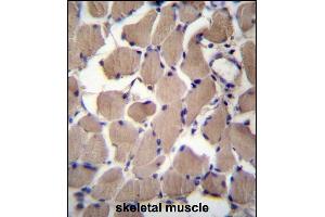 CS2 Antibody (C-term) (ABIN657066 and ABIN2846230) immunohistochemistry analysis in formalin fixed and raffin embedded human skeletal muscle followed by peroxidase conjugation of the secondary antibody and DAB staining. (PACS2 antibody  (C-Term))