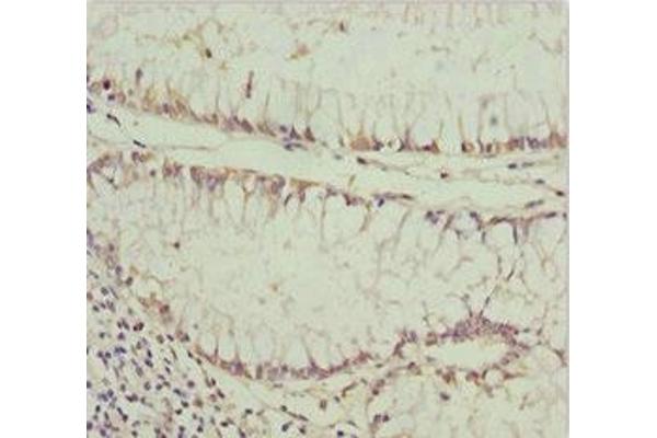 PDGFRL antibody  (AA 15-205)