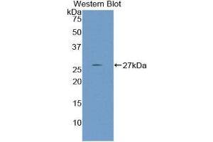 Western Blotting (WB) image for anti-Nephronectin (NPNT) (AA 49-255) antibody (ABIN1860043) (Nephronectin antibody  (AA 49-255))