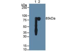 Western blot analysis of (1) Human Saliva and (2) Human Milk. (PIGR antibody  (AA 19-120))
