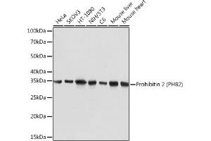 Prohibitin 2 antibody