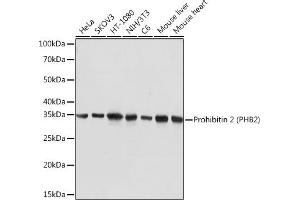 Western blot analysis of extracts of various cell lines, using Prohibitin 2 (Prohibitin 2 (PHB2)) Rabbit mAb (ABIN7269545) at 1:5000 dilution. (Prohibitin 2 antibody)