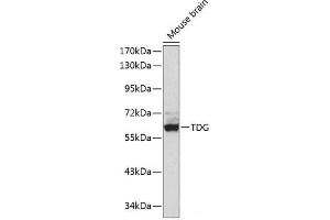 Western blot analysis of extracts of Mouse brain using TDG Polyclonal Antibody. (TDG antibody)