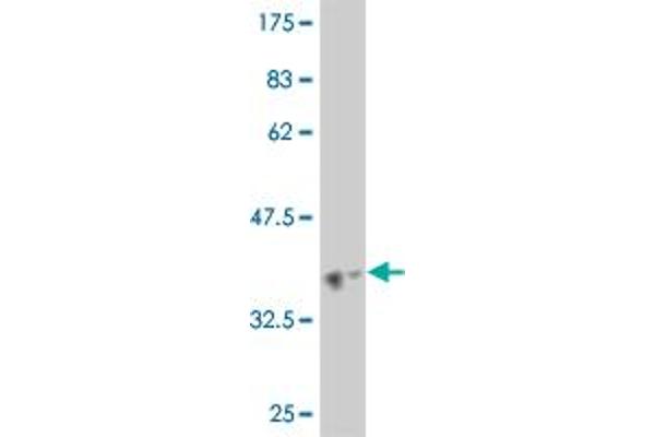 HELZ antibody  (AA 1-100)