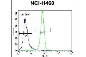 NGFB Antibody (Center) (ABIN392194 and ABIN2841899) flow cytometric analysis of NCI- cells (right histogram) compared to a negative control cell (left histogram). (NGFB antibody  (AA 84-115))