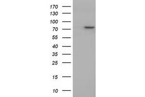 Western Blotting (WB) image for anti-Protein tyrosine Phosphatase, Receptor Type, E (PTPRE) antibody (ABIN1500507) (PTPRE antibody)