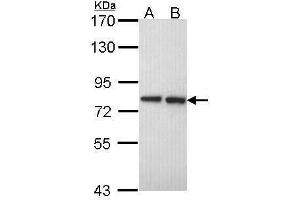 WB Image Sample (30 ug of whole cell lysate) A: A549 B: Hela 7. (EXT2 antibody  (Internal Region))