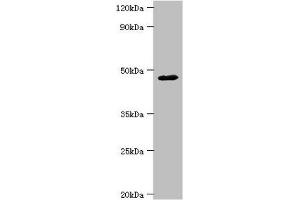Western blot All lanes: FBXW4 antibody at 4 μg/mL + Mouse skeletal muscle tissue Secondary Goat polyclonal to rabbit IgG at 1/10000 dilution Predicted band size: 46 kDa Observed band size: 46 kDa (FBXW4 antibody  (AA 143-412))