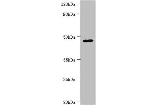 FBXW4 anticorps  (AA 143-412)