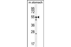 Western blot analysis in mouse stomach cell line lysates (35ug/lane). (DMRTA1 antibody  (C-Term))