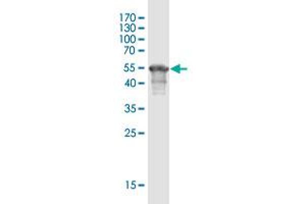 UBXN10 antibody  (AA 1-280)