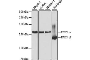 Western blot analysis of extracts of various cell lines, using ERC1 antibody (ABIN6131605, ABIN6140261, ABIN6140262 and ABIN6225026) at 1:3000 dilution.