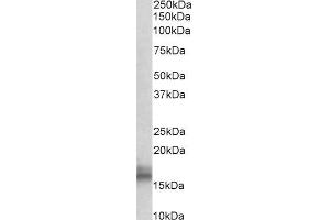 ABIN5539843 (0. (NPC2 antibody  (AA 21-33))
