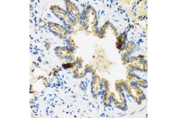 Defensin beta 4 antibody