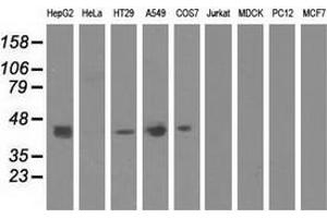 Western blot analysis of extracts (35 µg) from 9 different cell lines by using anti-CBWD1 monoclonal antibody. (CBWD1 antibody)